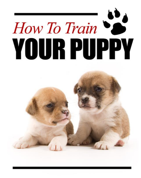 how to train your puppy